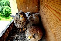 /album/a5-6-2013/obranny-val-jpg/